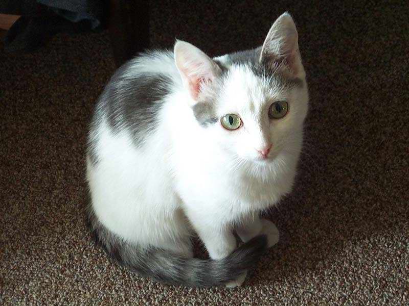 Gatti (41)